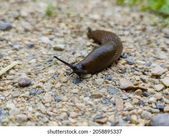 brown slug crawling along the road