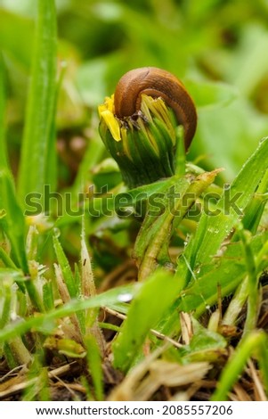 Similar – Image, Stock Photo Closed dandelion flower after rain