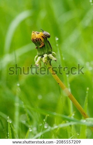 Similar – Image, Stock Photo Closed dandelion flower after rain