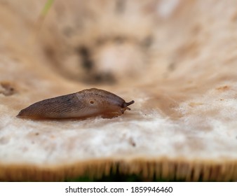 Brown Slug Eating On Fungus Macro, UK, Visible Mantle, Pneumostome And Tentacles.