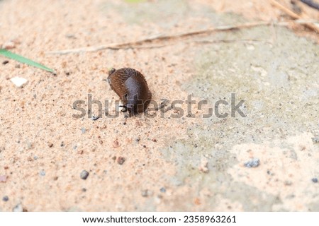 Brown slug, Gastropoda mollusc class.
Common name for number of terrestrial gastropods without shell lose in course of evolution. slugs are pests capable of causing serious harm to agriculture.