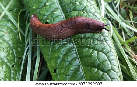 brown slug on a green leave in the grass