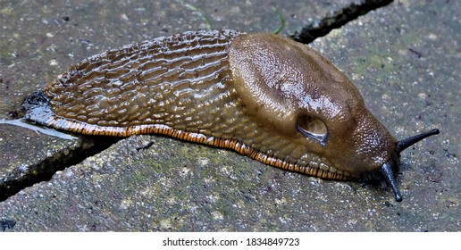 Brown Slug With Pneumostome Or Breathing Pore With Orange Foot Fringe (Arion Rufus)