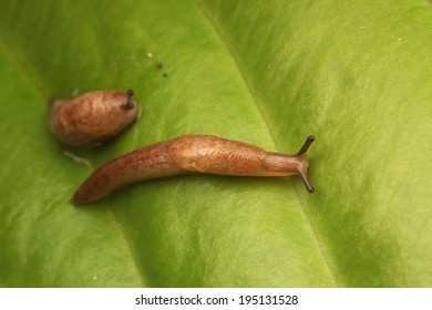 40 Hosta slug damage Images, Stock Photos & Vectors | Shutterstock