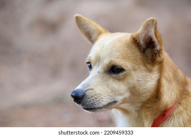 Brown Small Cross Breed  Of Pomeranian Looking Adorable