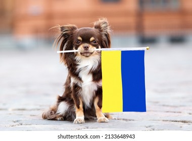 brown small dog holding a flag of Ukraine, relocating with pets abroad