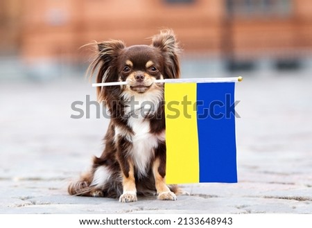 brown small dog holding a flag of Ukraine, relocating with pets abroad