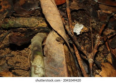 Brown Small Frog Camoflage Under The Brown Leave. Found In West Papua, Indonesia