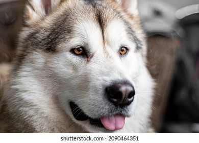 are alaskan malamute smart