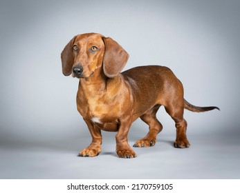Brown smooth-haired dachshund standing in a studio - Shutterstock ID 2170759105