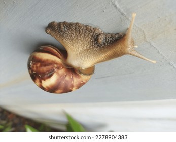 Brown Snail or commonly called Bekicot or Achatina fulica, African giant snail, Archachatina marginata attach on grey wall