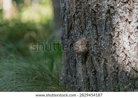 A brown snail crawls on the rough bark of a tree in a lush green forest. Sunlight filters through the leaves, creating a serene natural environment.