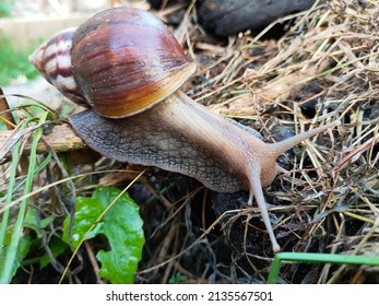 A Brown Snail (mollusca Gastropod) Crawling Among The Dry Grass