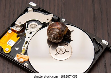 brown snail on hard disk as a symbol of slow reading and writing data