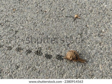 Brown snail parent with shell,  on the concrete ground,  teaching how to crawl  small baby snail. Slow motion. Step by step, concept. Wet trails.  Gastropoda Mollusca. Two snails.