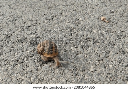 Brown snail parent with shell,  on the concrete ground, teaching how to crawl  small baby snail. Slow motion. Step by step, concept. Wet trails.  Gastropoda Mollusca.Two snails. Hurry up, son.