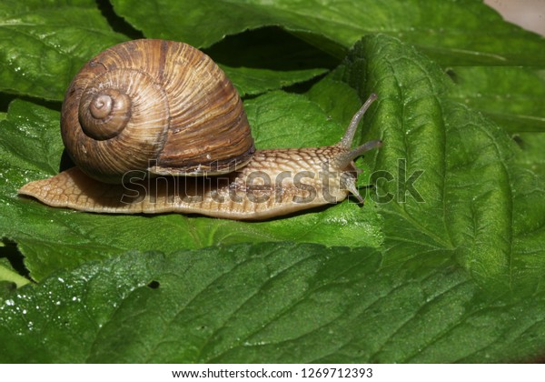 brown snail slow-moving among grass and leaves