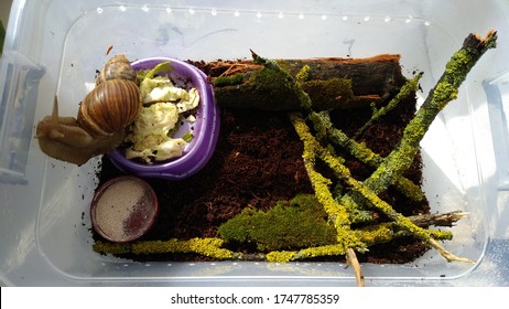 53 Lichen Terrarium Images, Stock Photos & Vectors 