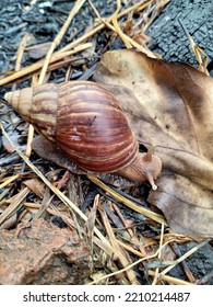 A Brown Snail Is Walking And Eating Dry Leaves That Are In Front Of It In The Wild Garden Area Behind The House