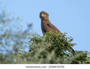 A brown snake eagle, an African bird of prey with a piercing gaze,  perches in the top of a tree and scans the surroundings for its next  prey item in a game reserve in South Africa. - Powered by Shutterstock