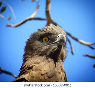 Brown Snake Eagle Giving The Death Stare To The Camera