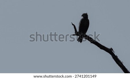 Brown snake eagle silhouette posed on a tree branch in African savannah 