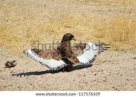 A Brown Snake Eagle with wings spread out at a watering hole in Namibia, Africa.