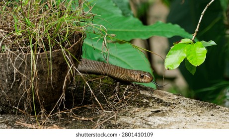 Brown snake exploring its environment with flicking forked tongue