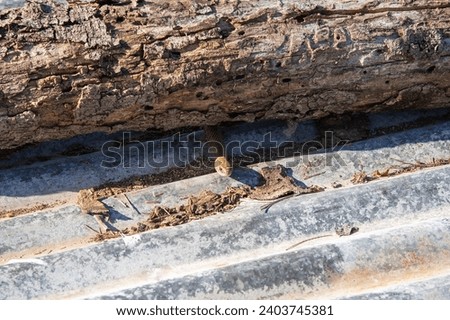 brown snake hiding under a log
