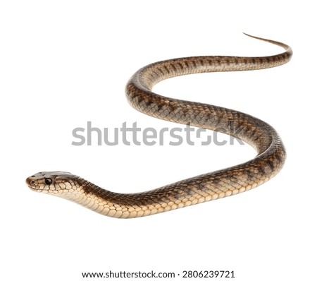 Brown Snake Slithering Transparent Background Image