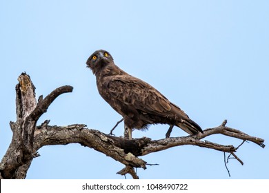 Brown snake-eagle on a branch in the Krugerpark in South Africa