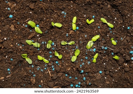 Brown soil with blue granular fertilizer and seedlings [[stock_photo]] © 