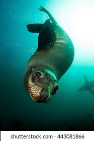 Brown (South African) Fur Seal