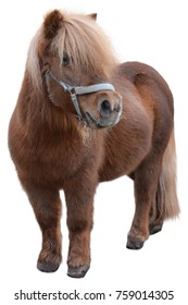 Brown Spanish Furry Pony Isolated