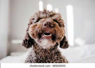 Brown Spanish Water Dog with lovely face and big brown eyes playing at home on the bed. Indoor portrait