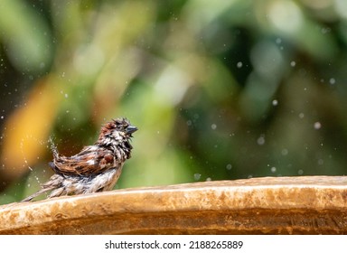 A Brown Sparrow Soaking Et Splashing In A Fountain. Cheeky Brown Birds Preening And Washing Himself In A Summer Fountain. Water Droplets Frozen Around The Air Around The Sparrow. 