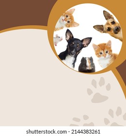 Brown Special Promo Pet Shop Service Instagram Post