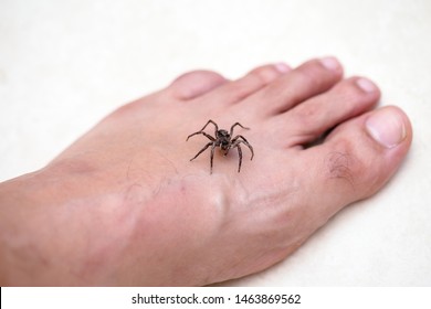 Brown Spider Attacking Person. Venomous Spider Biting Foot, Spider Bite, Bite Of Venomous Animal. Arachnophobia.