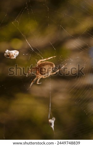 Brown spider Eriophora, a genus of orb-weaver spiders in its cobweb. Wildlife, insects world. Soft focused vertical macro