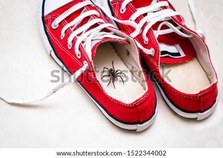 Brown spider inside a child's sneakers. Danger of spider bites. Need residential detection.Arachnophobia concept.