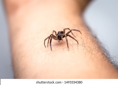 brown spider, poisonous arachnid walking on the furniture of a house. Risk concept, danger indoors, arachnophobia. - Powered by Shutterstock