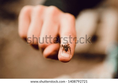 Similar – Bugs. Beetle Insect Hand