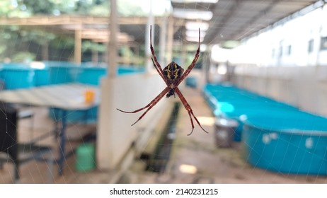 Brown spider taken from fish production lab. Blur background