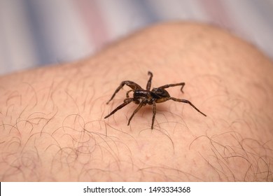 are wolf spider bites poisonous are wolf spider bites poisonous