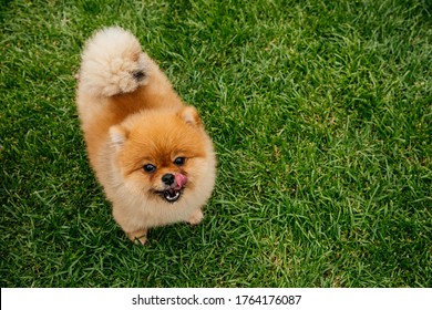 Brown spitz on grass. Cute fluffy charming red-haired Pomeranian Spitz in full growth on the green grass in the park. Walk with dog on a sunny day. licks face, look camera