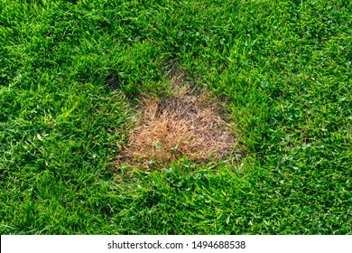 Brown Spot On Grass From Dog Urine 