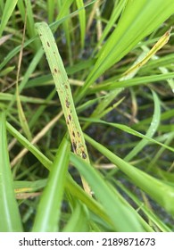 Brown Spot Rice Caused By Fungus Stock Photo 2189871673 | Shutterstock