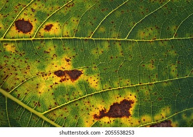 Brown Spots On The Leaf Because Plant Disease