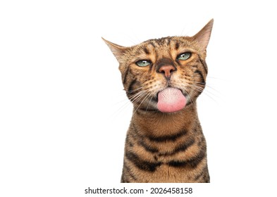 Brown Spotted Bengal Cat With Green Eyes Making Funny Face Sticking Out Tongue Looking Silly Isolated On White Background