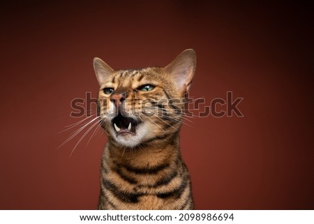 brown spotted bengal cat looking to the side angrily ranting with open mouth on brown background